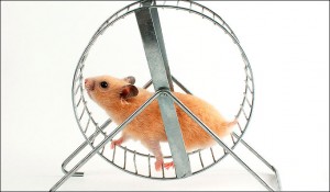 hamster-wheel.png